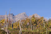 20071104_140942 Vigne.jpg